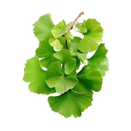 Cluster of bright green fan-shaped ginkgo biloba leaves attached to a small twig on a white background.